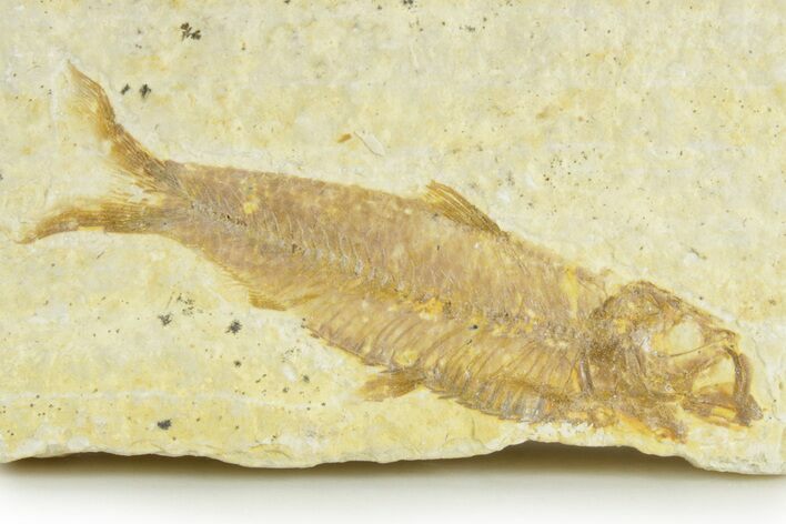 Detailed Fossil Fish (Knightia) - Wyoming #363782